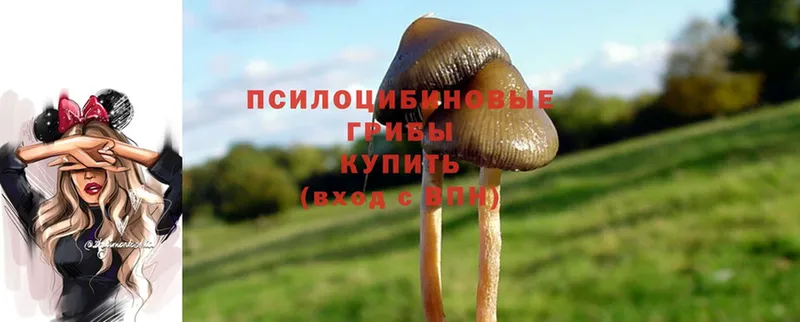 Галлюциногенные грибы Psilocybine cubensis  KRAKEN рабочий сайт  Владимир 