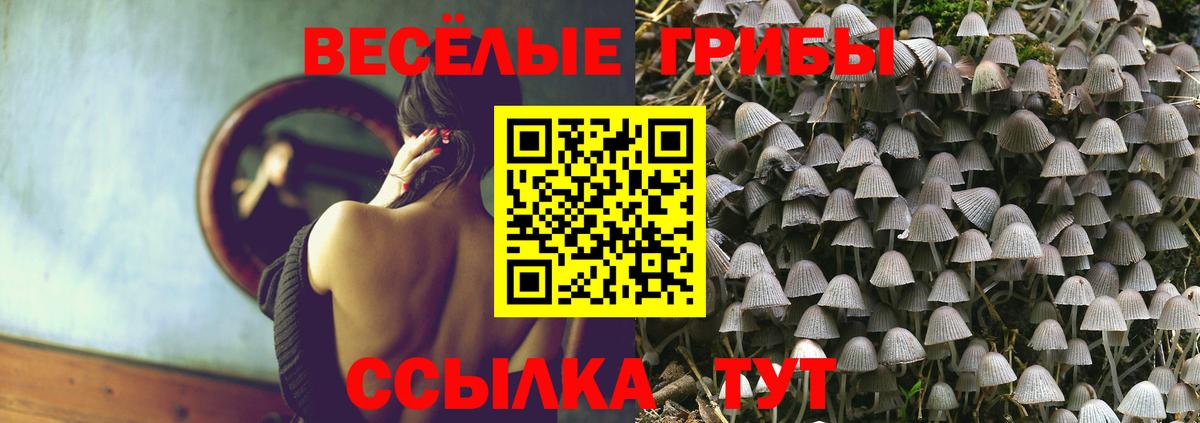 Галлюциногенные грибы Psilocybe  Владимир 